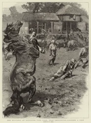 De Mustangs op Littleton Park Farm, nabij Shepperton, het vangen van een Veulen